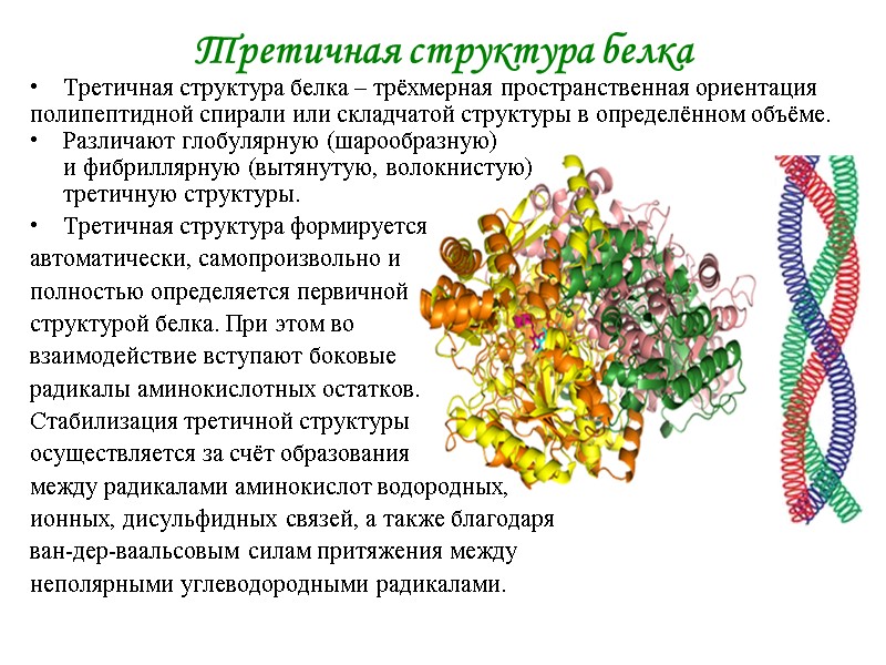 Третичная структура белка Третичная структура белка – трёхмерная пространственная ориентация полипептидной спирали или складчатой Третичная структура белка Третичная структура белка – трёхмерная пространственная ориентация полипептидной спирали или складчатой